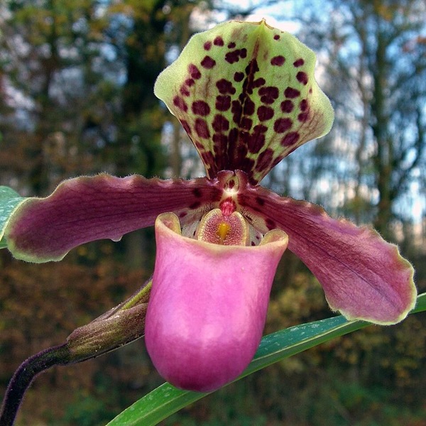 Orchidea Scarpetta di Venere