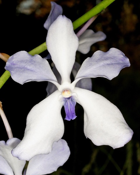 Orchidea Vanda