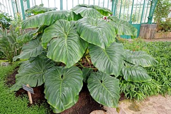 Philodendron Martianum