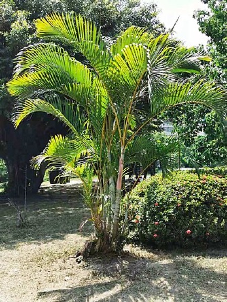 Palmeira-Areca