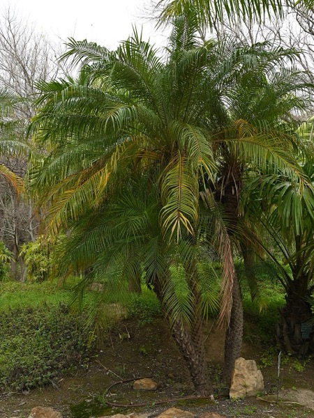 Pygmy date palm
