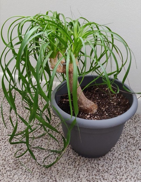 Ponytail palm