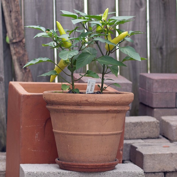 Chilli pepper