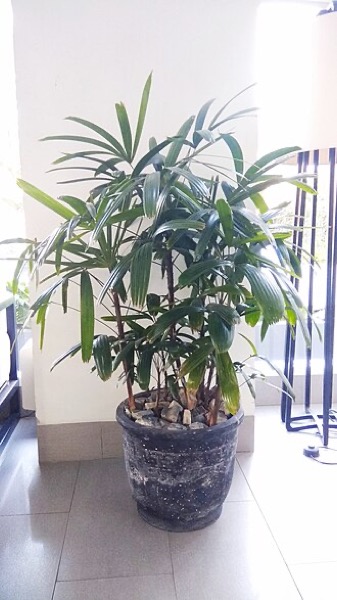 Steckenpalme