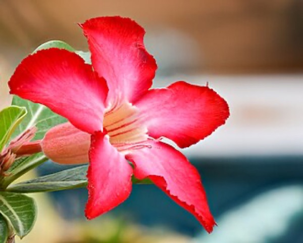 Wüstenrose