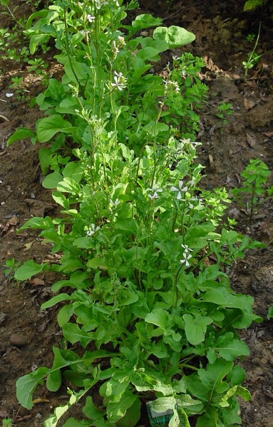 Rucola