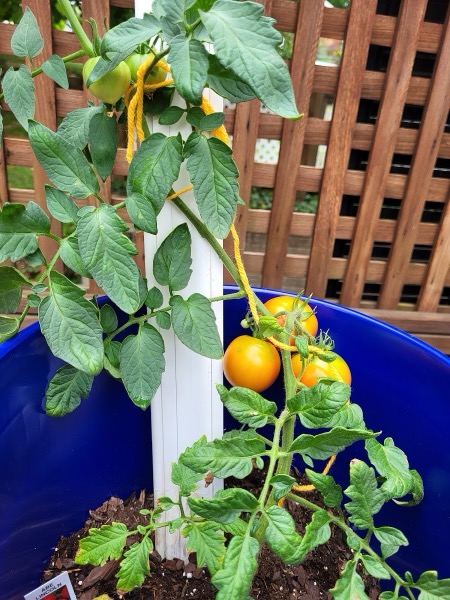 Cherry tomato