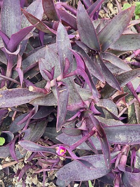 Purple heart