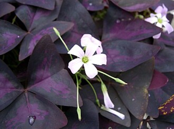 Oxalis pourpre