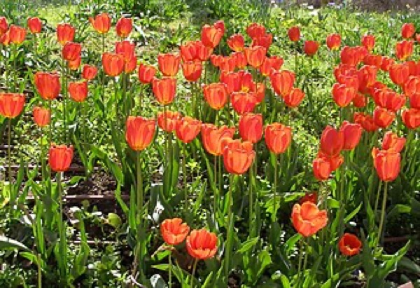 Tulipán