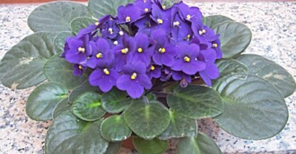 African violet